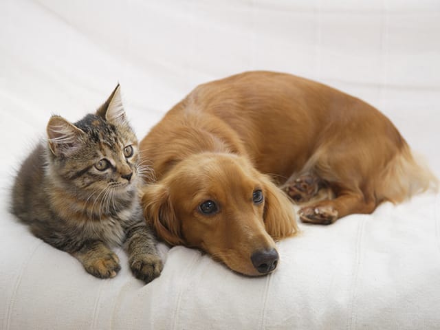 寝そべる犬と猫